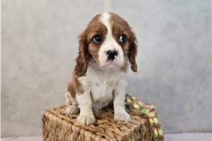 Cyrus - puppy for sale