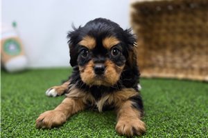 Ryder - Cavalier King Charles Spaniel for sale