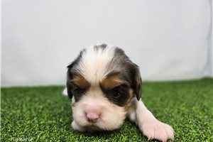 Pebble - puppy for sale