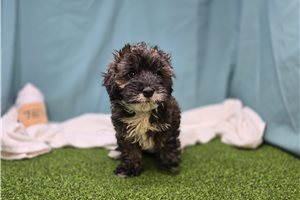 Thatch - Cavapoo for sale
