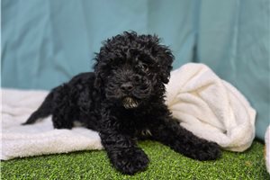 Thorn - Cavapoo for sale
