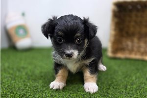 Cannoli - Chihuahua for sale