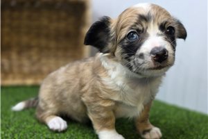 Comet - Chihuahua for sale