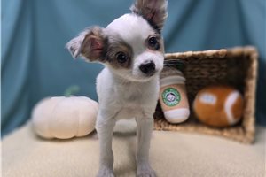 Pogo - puppy for sale