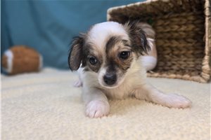 Henry - Chihuahua for sale