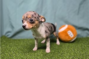 Ruth - Chihuahua for sale