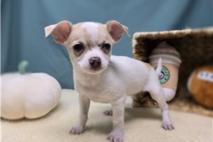 Peppy - puppy for sale