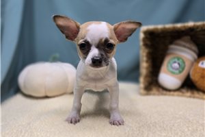 Doodle - puppy for sale