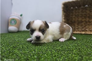 Ollie - puppy for sale