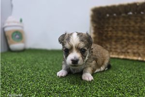 Churro - Chihuahua for sale