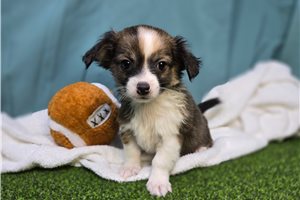 Koda - Chihuahua for sale