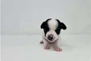 Arch | Puppies For Sale at Pawrade