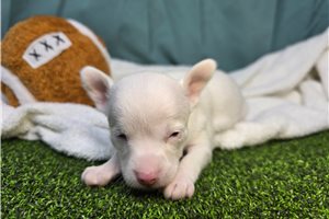 Bella - Chihuahua for sale