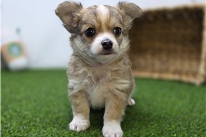 Churro - Chihuahua for sale