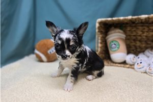 Hallie - Chihuahua for sale