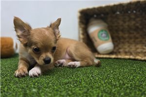 Charlie - Chihuahua for sale