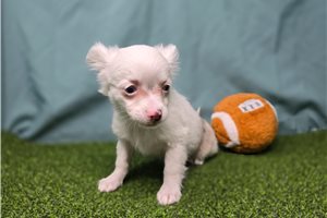 Naomi - Chihuahua for sale