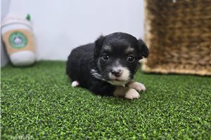 Cannoli - puppy for sale