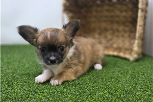 Arwen - Chihuahua for sale