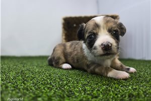 Comet - puppy for sale