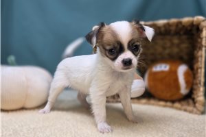 Samuel - Chihuahua for sale