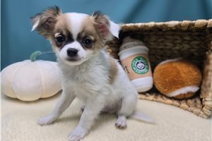 Stanley - Chihuahua for sale