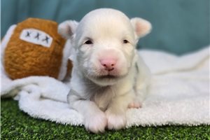 Lulu - Chihuahua for sale