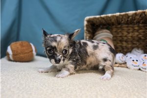 June - Chihuahua for sale