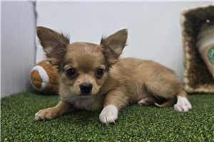 Charlie - Chihuahua for sale