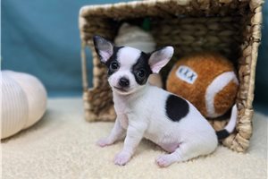 Jack - puppy for sale