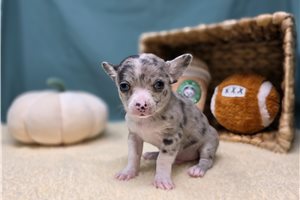 Luxe - Chihuahua for sale