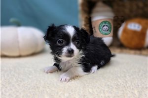 Lani - Chihuahua for sale