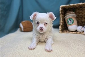Arlo - Chihuahua for sale