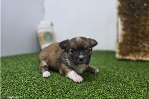 Arwen - Chihuahua for sale