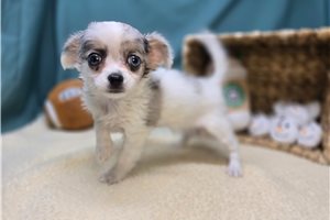 Casey - Chihuahua for sale