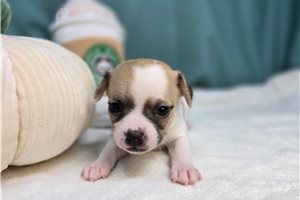 Gigi - puppy for sale