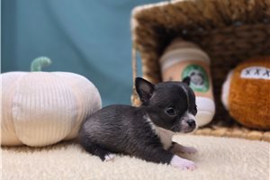 Lanna - Chihuahua for sale