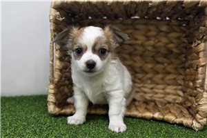 Ollie - Chihuahua for sale