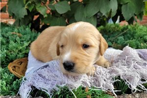 Balin - Golden Retriever for sale