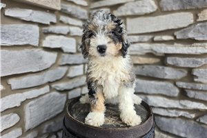Dom - puppy for sale