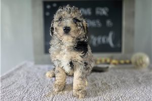Helen - puppy for sale