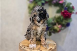 Desi - puppy for sale