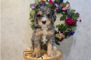 Derek - puppy for sale