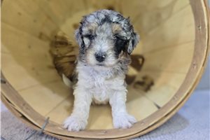 Dahlia - puppy for sale