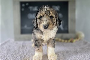 Hayes - Bernedoodle, Mini for sale
