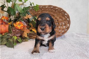 Khloe - Bernedoodle, Mini for sale