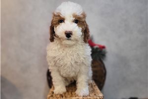 Leo - puppy for sale