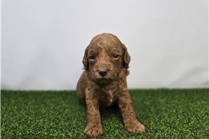 Josephine - Mini Goldendoodle for sale