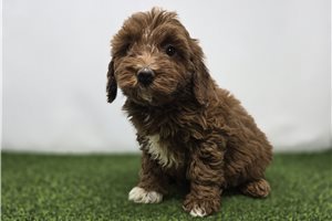 Penelope - Goldendoodle, Mini for sale