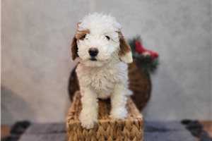 Lillian - puppy for sale